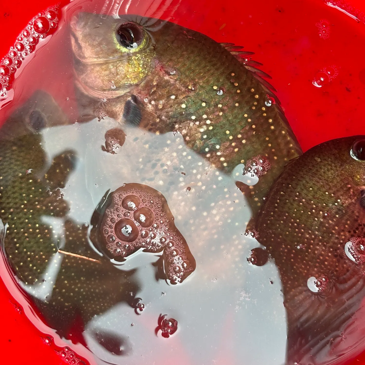 The most recent Pearlspot catches on Fishbrain