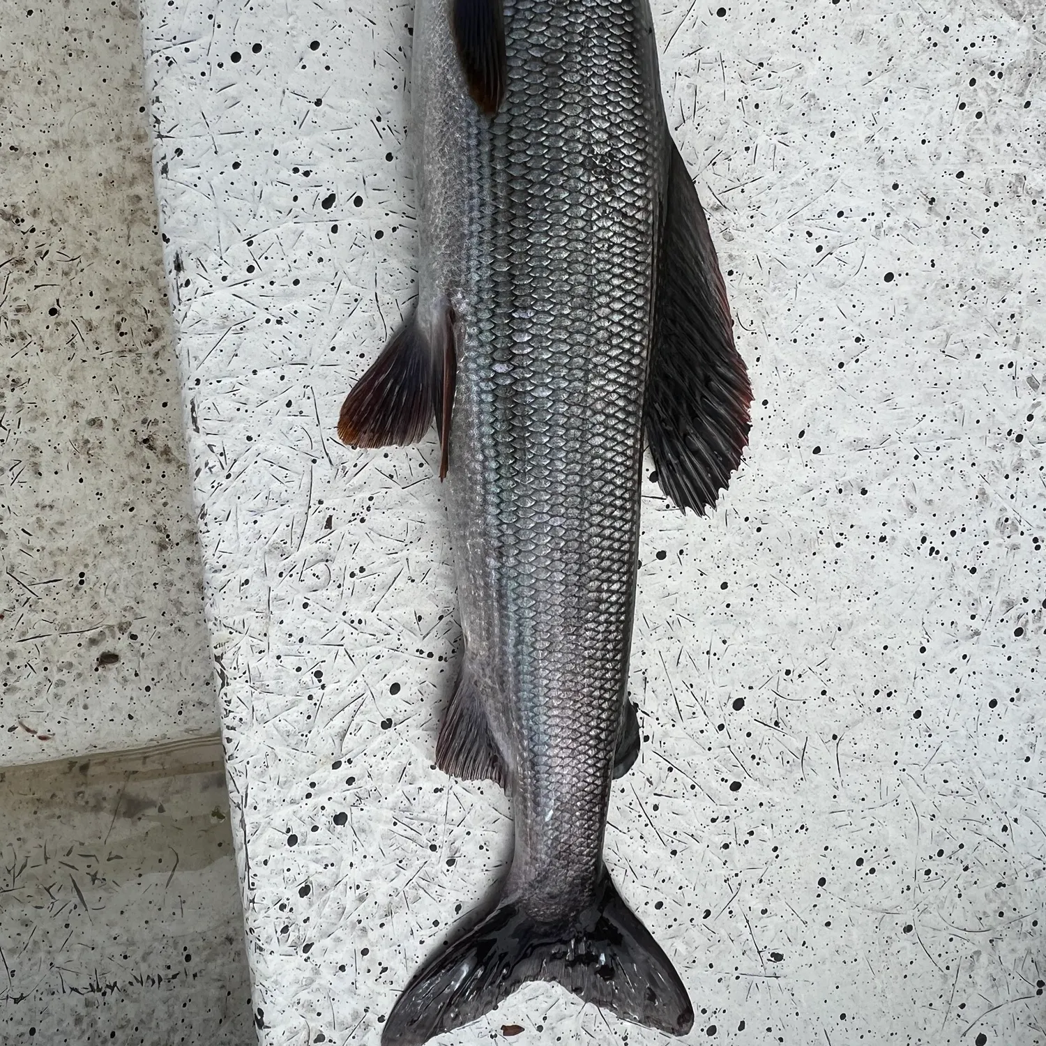 The most recent European grayling catches on Fishbrain