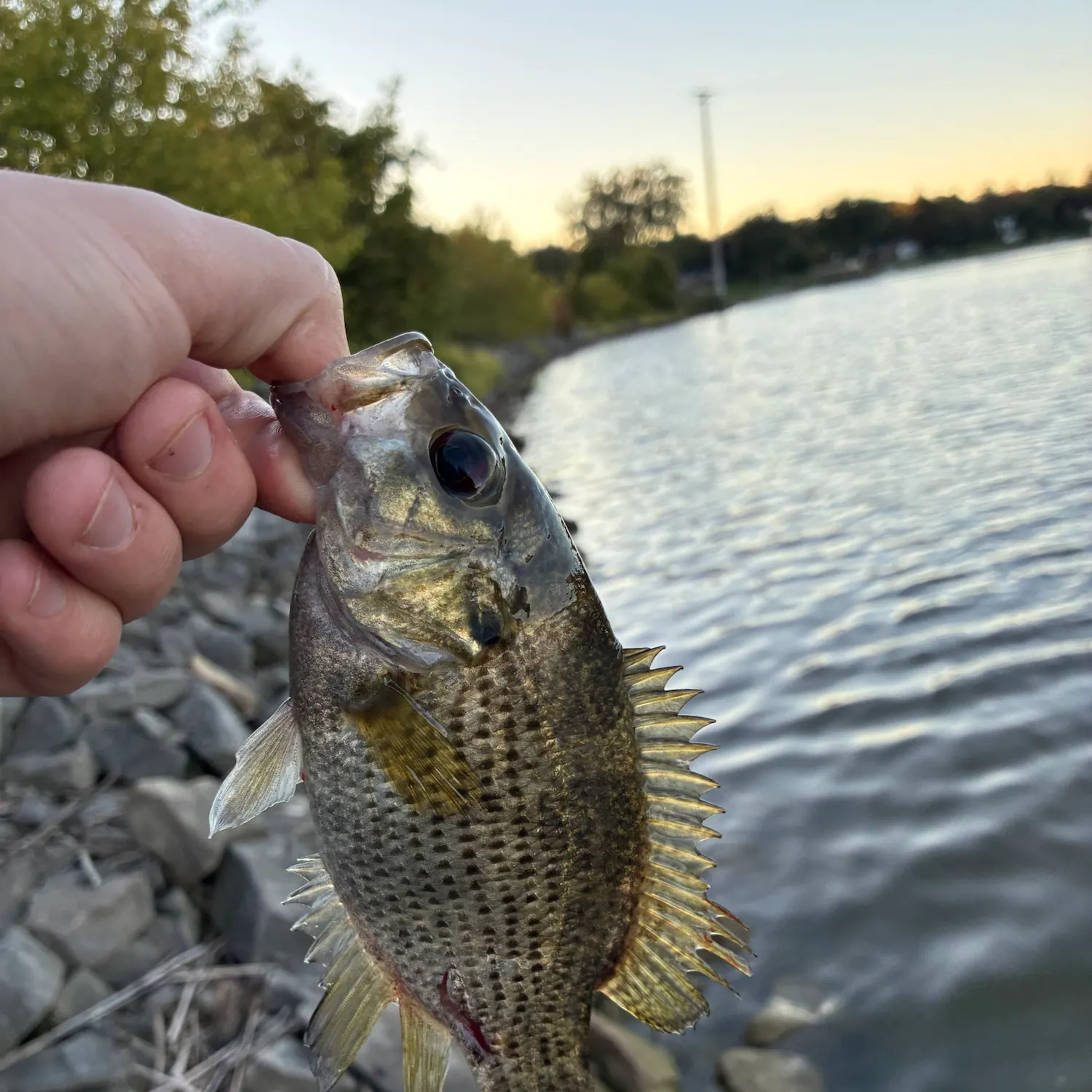 Rock bass caught on Fishbrain