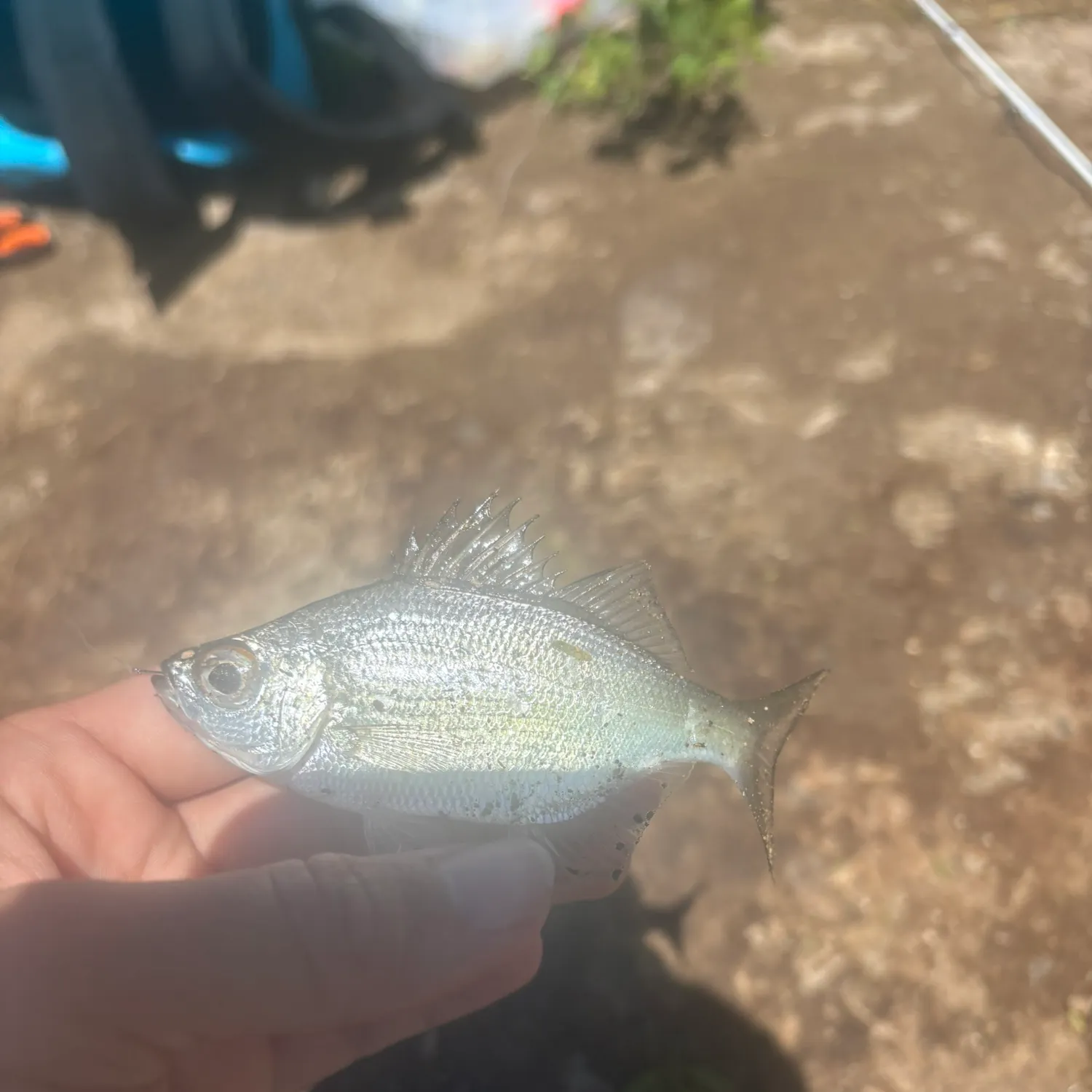 The most recent Hawaiian flagtail catches on Fishbrain