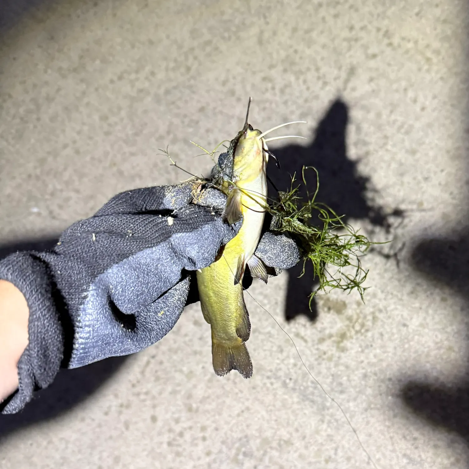 Yellow bullhead caught on Fishbrain