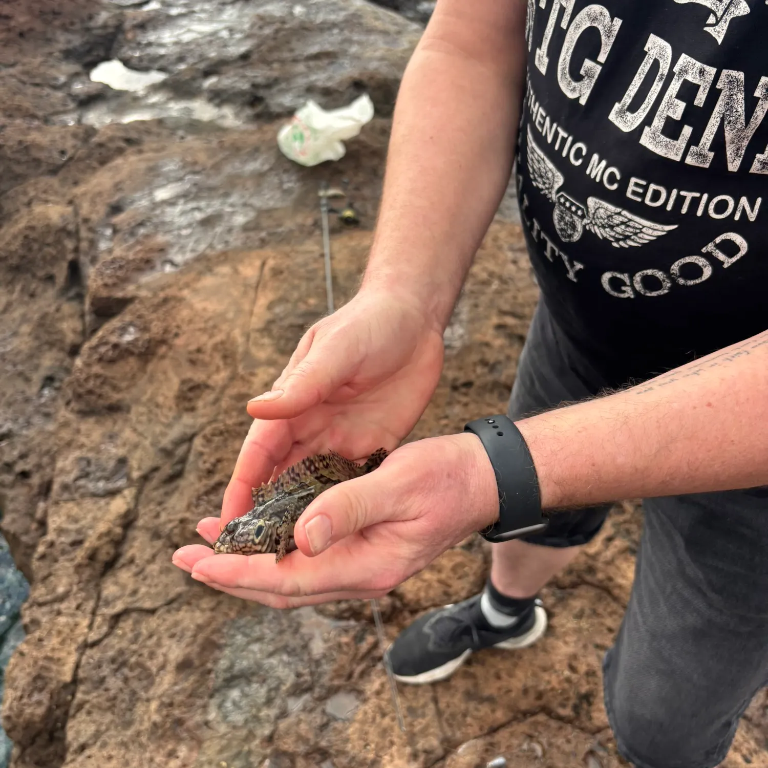 The most recent Hairy blenny catches on Fishbrain