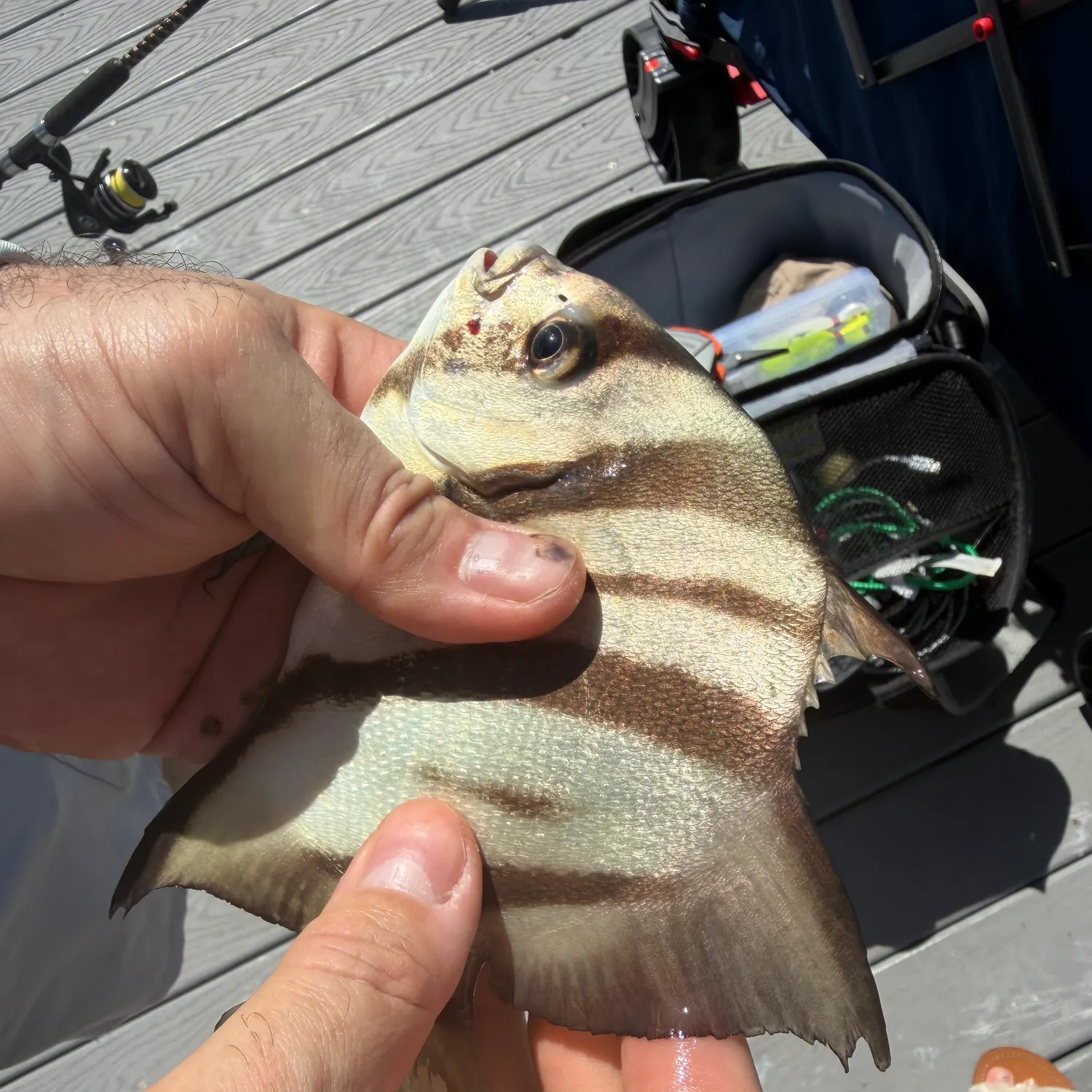 The most recent Atlantic spadefish catches on Fishbrain