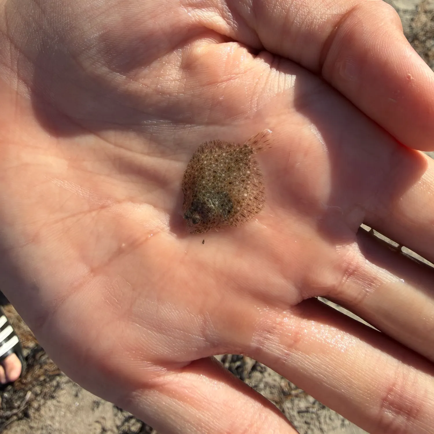 The most recent Turbot catches on Fishbrain