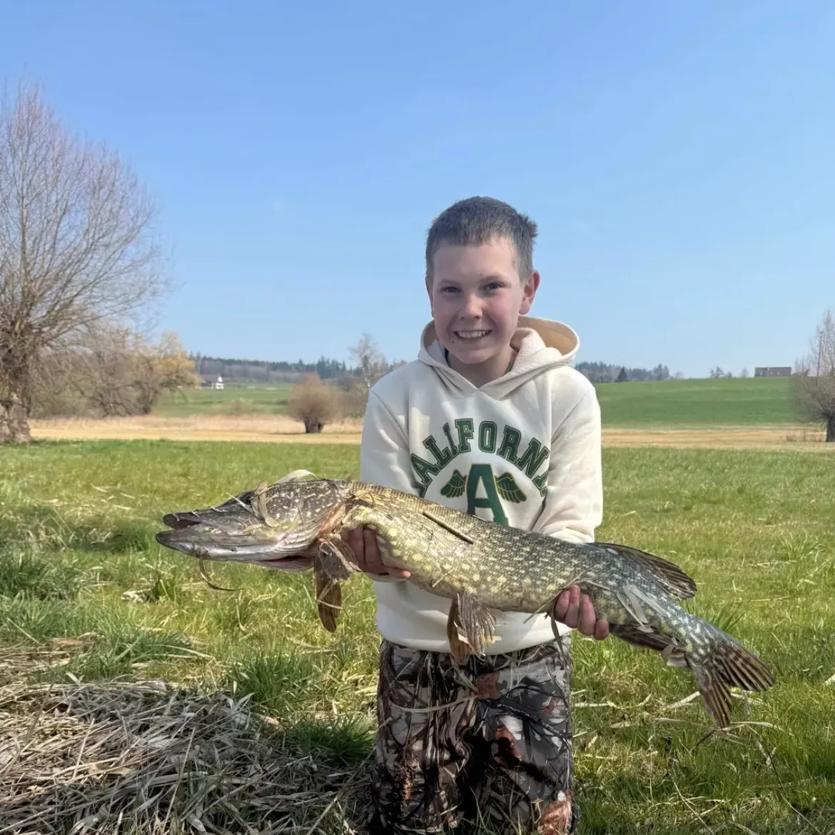 Northern pike caught on Fishbrain