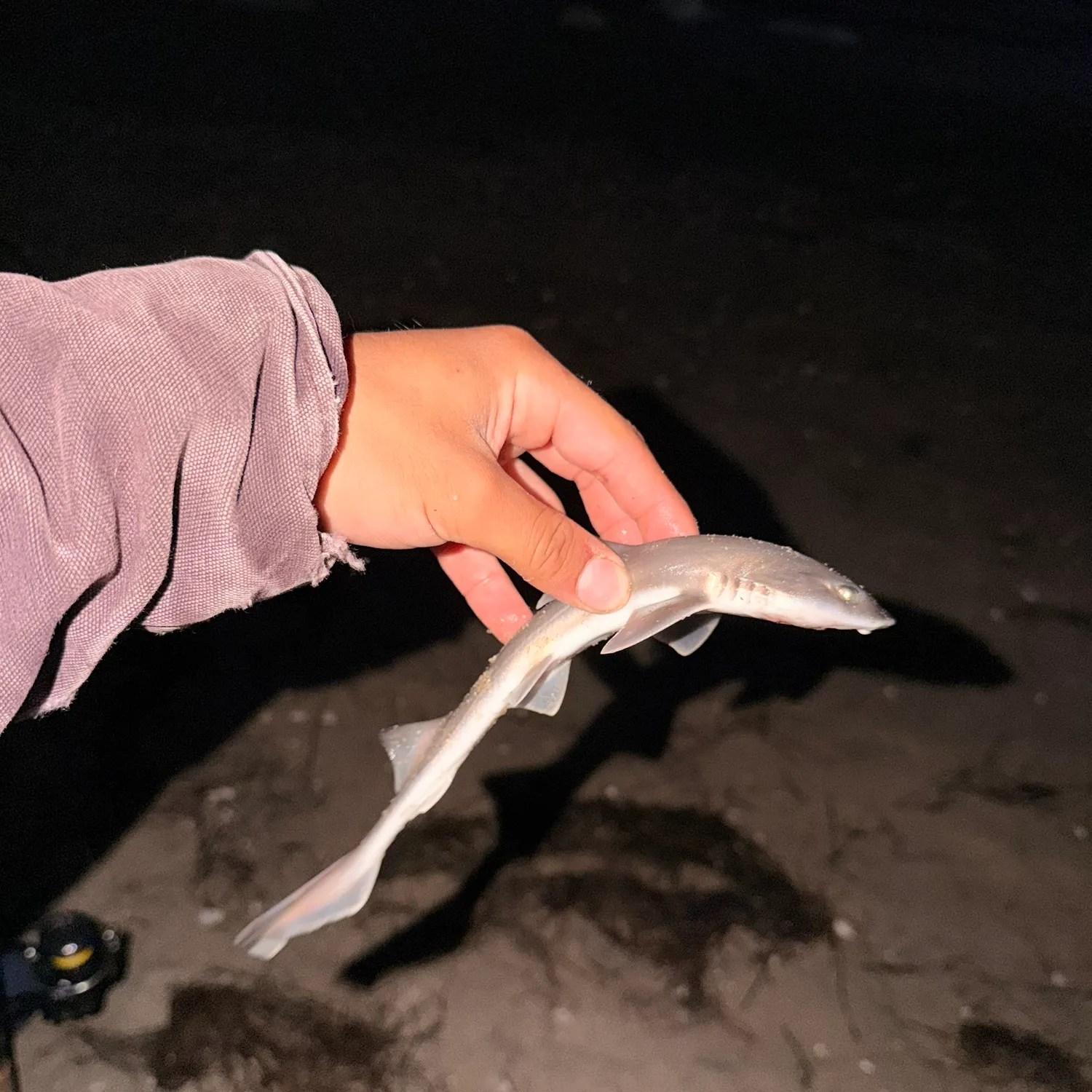The most recent Grey smooth-hound catches on Fishbrain