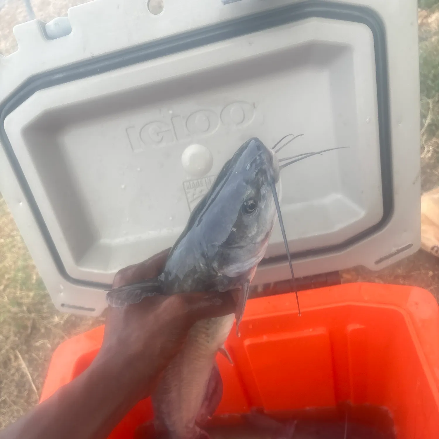 Blue catfish caught on Fishbrain