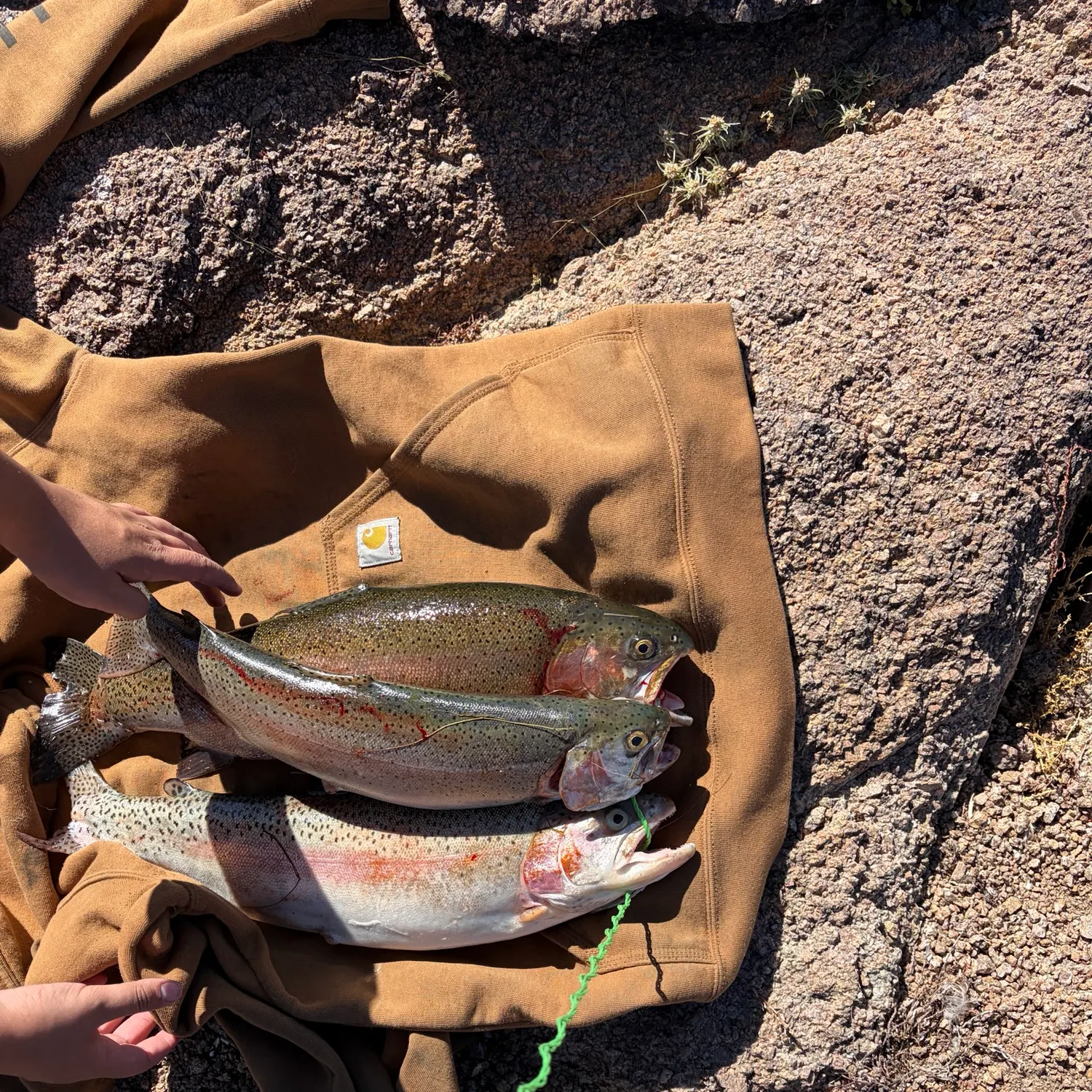 Rainbow trout caught on Fishbrain