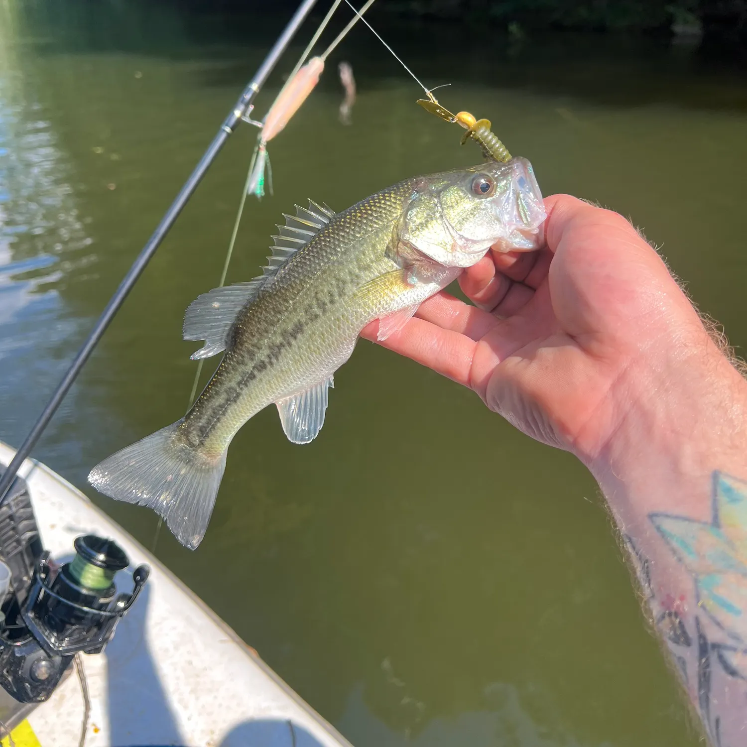 Spotted bass caught on Fishbrain