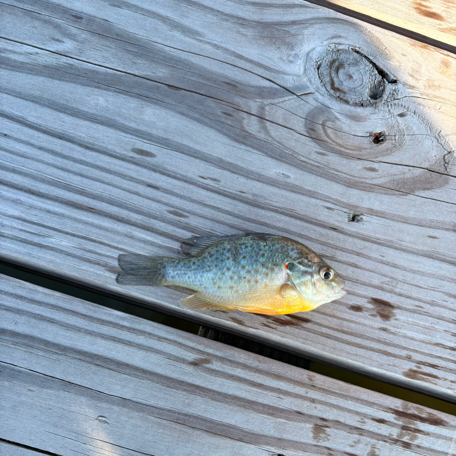 Orangespotted sunfish caught on Fishbrain