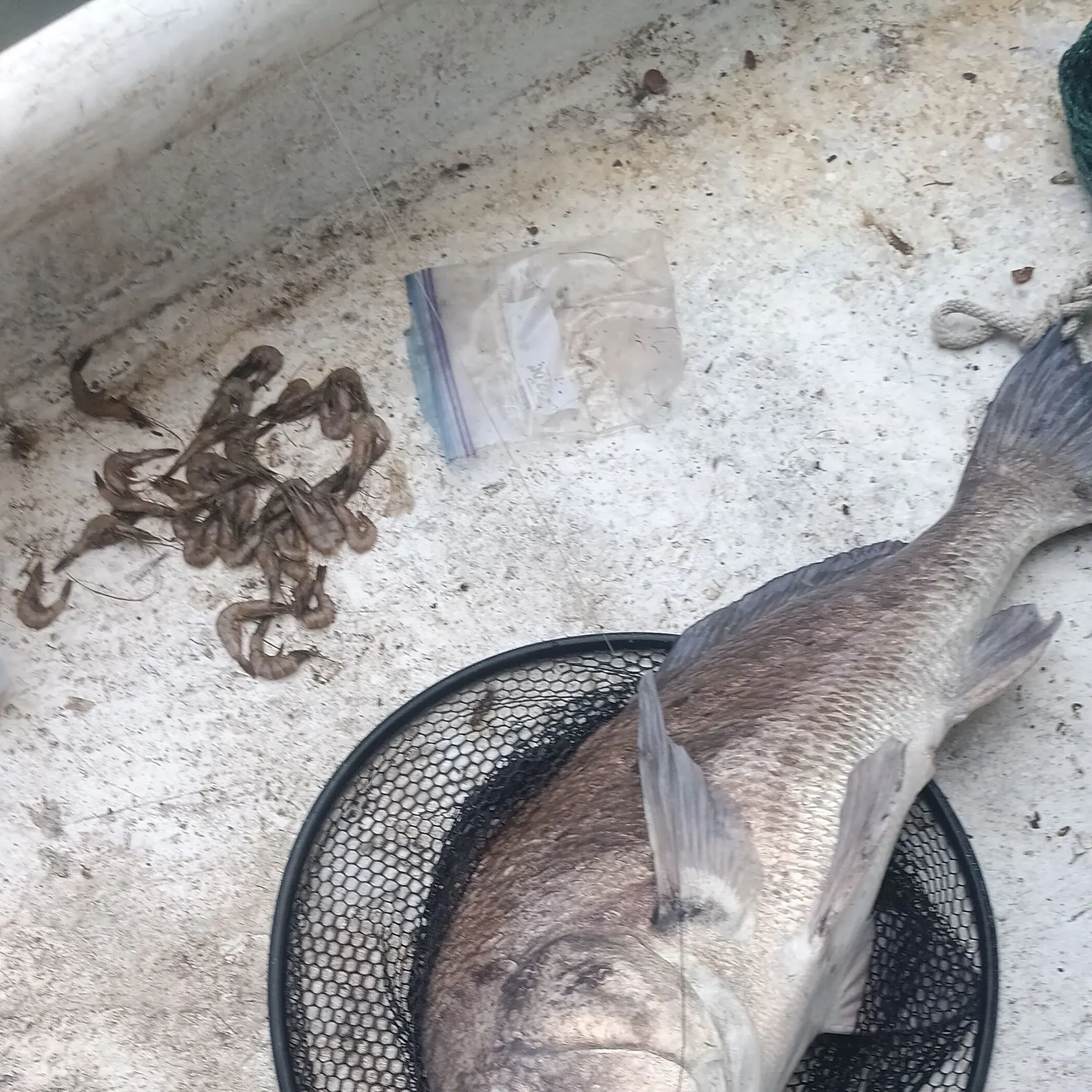 The most recent Black drum catches on Fishbrain