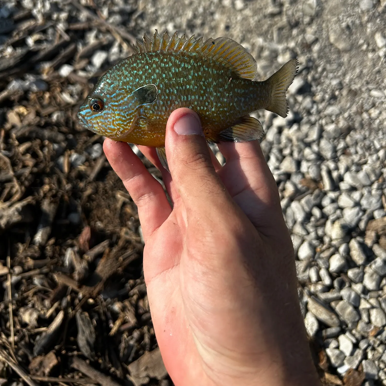 Longear sunfish caught on Fishbrain