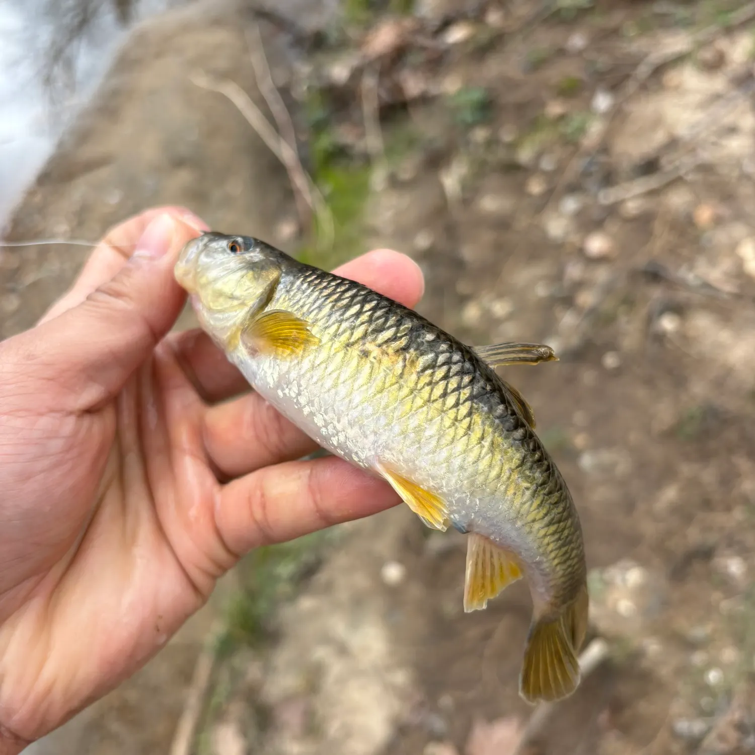 The most recent Bluehead chub catches on Fishbrain