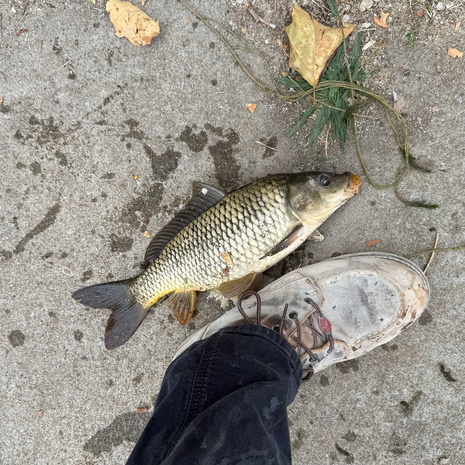 catch