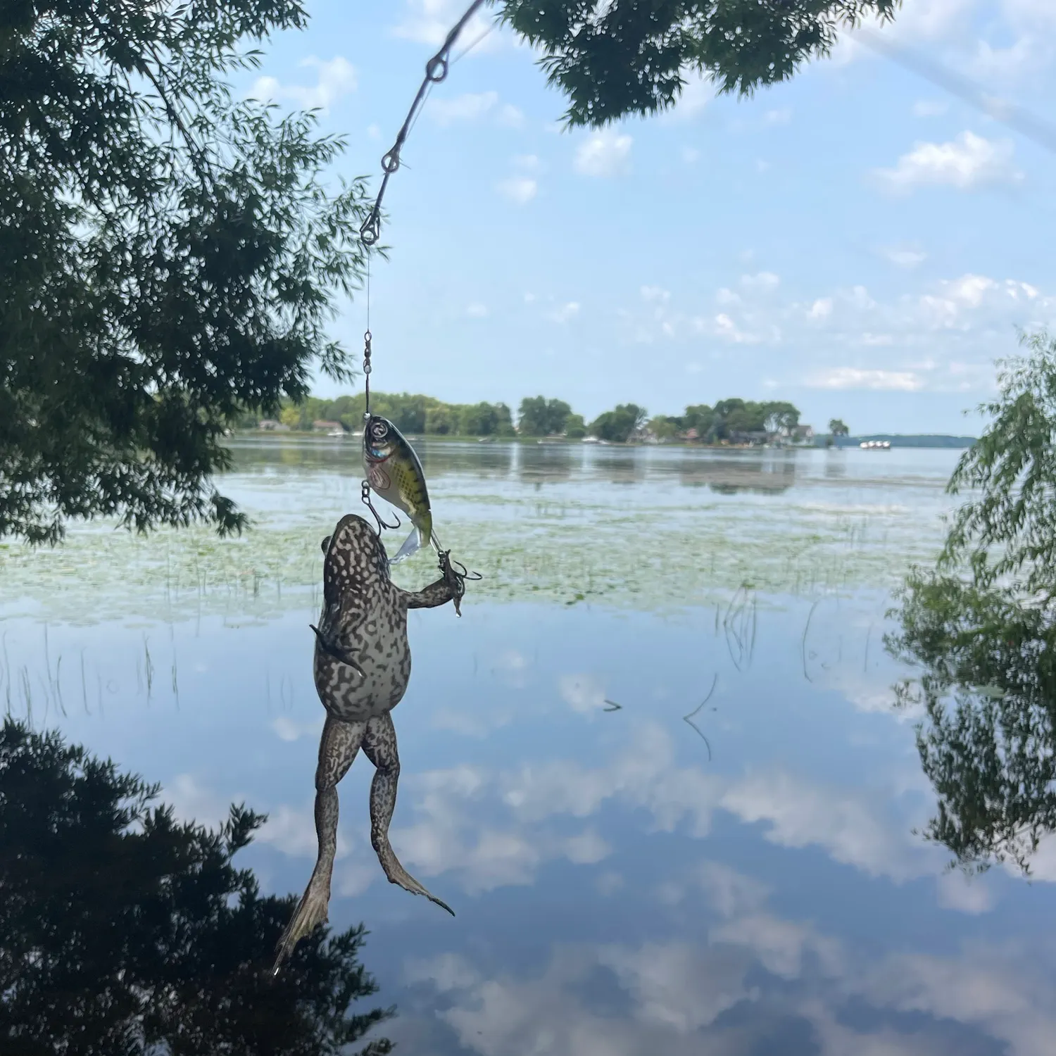 American bullfrog caught on Fishbrain