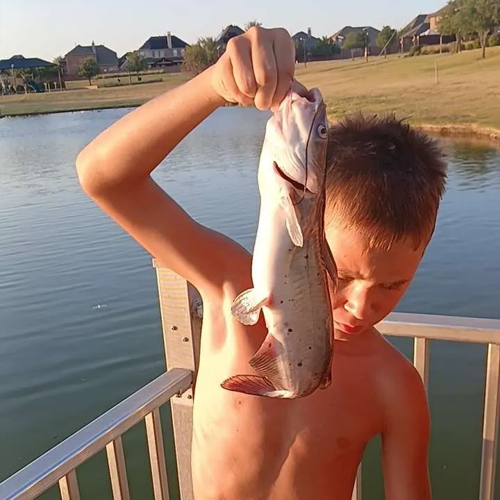 Channel catfish caught on Fishbrain