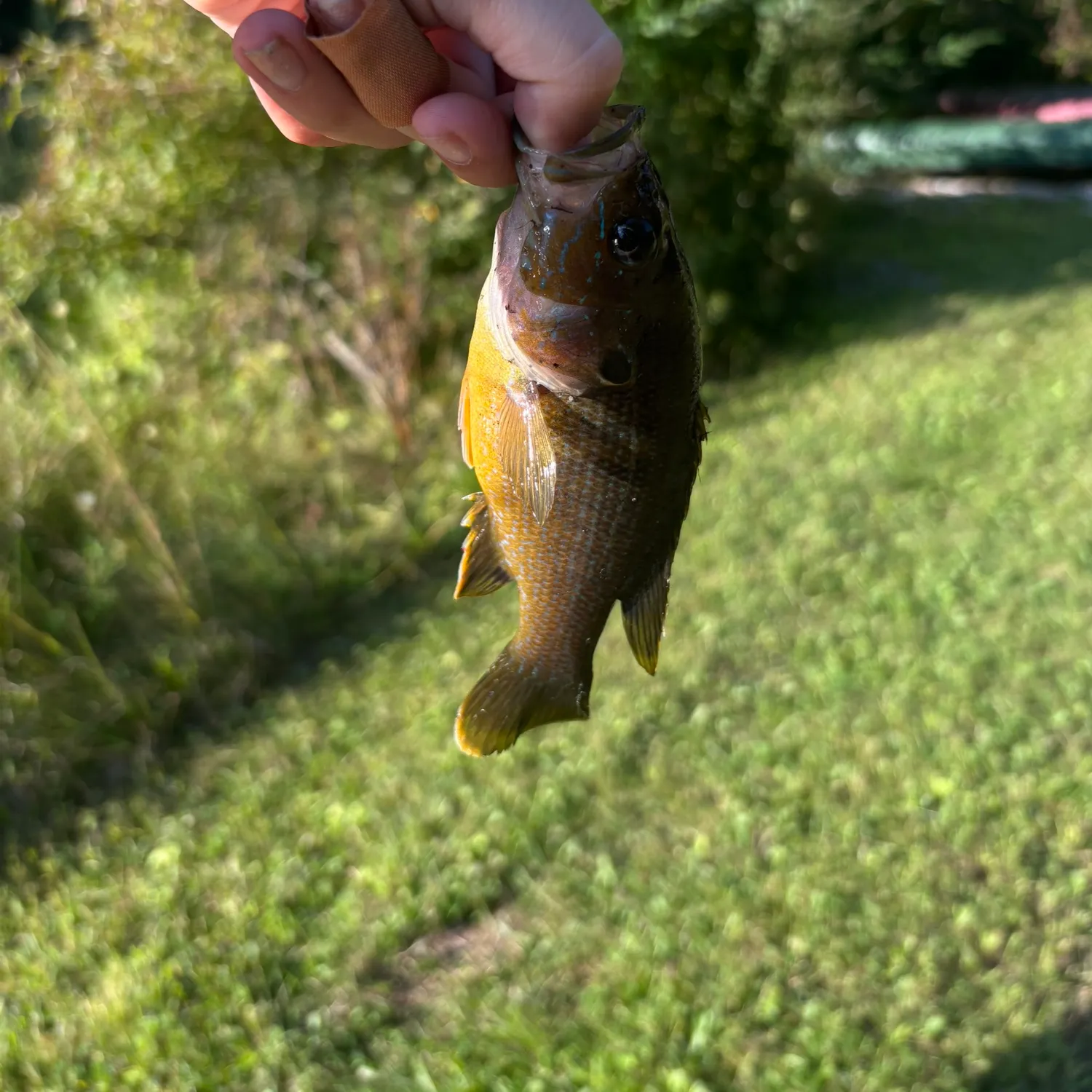 Bluegill caught on Fishbrain
