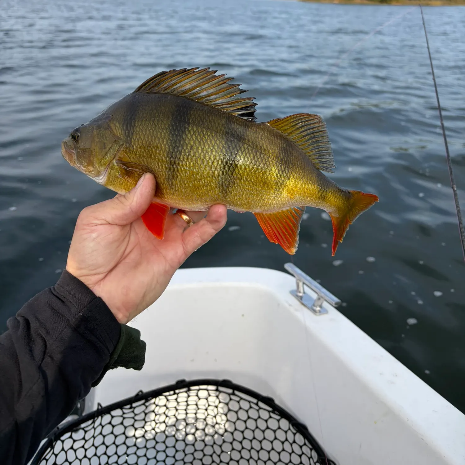 European perch caught on Fishbrain