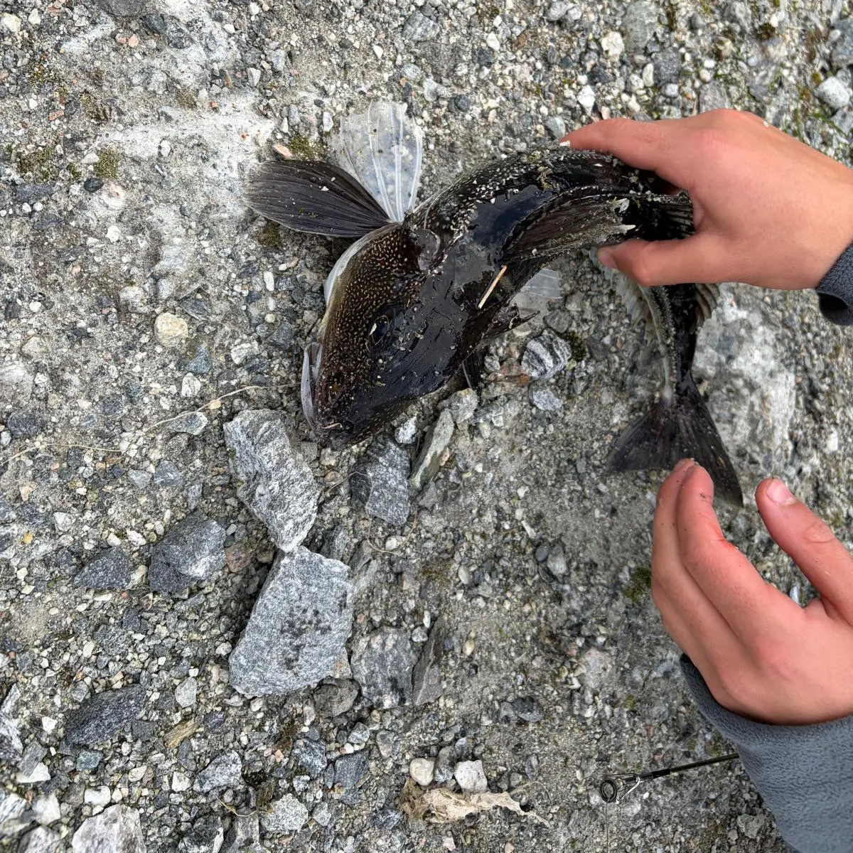 Grey gurnard caught on Fishbrain