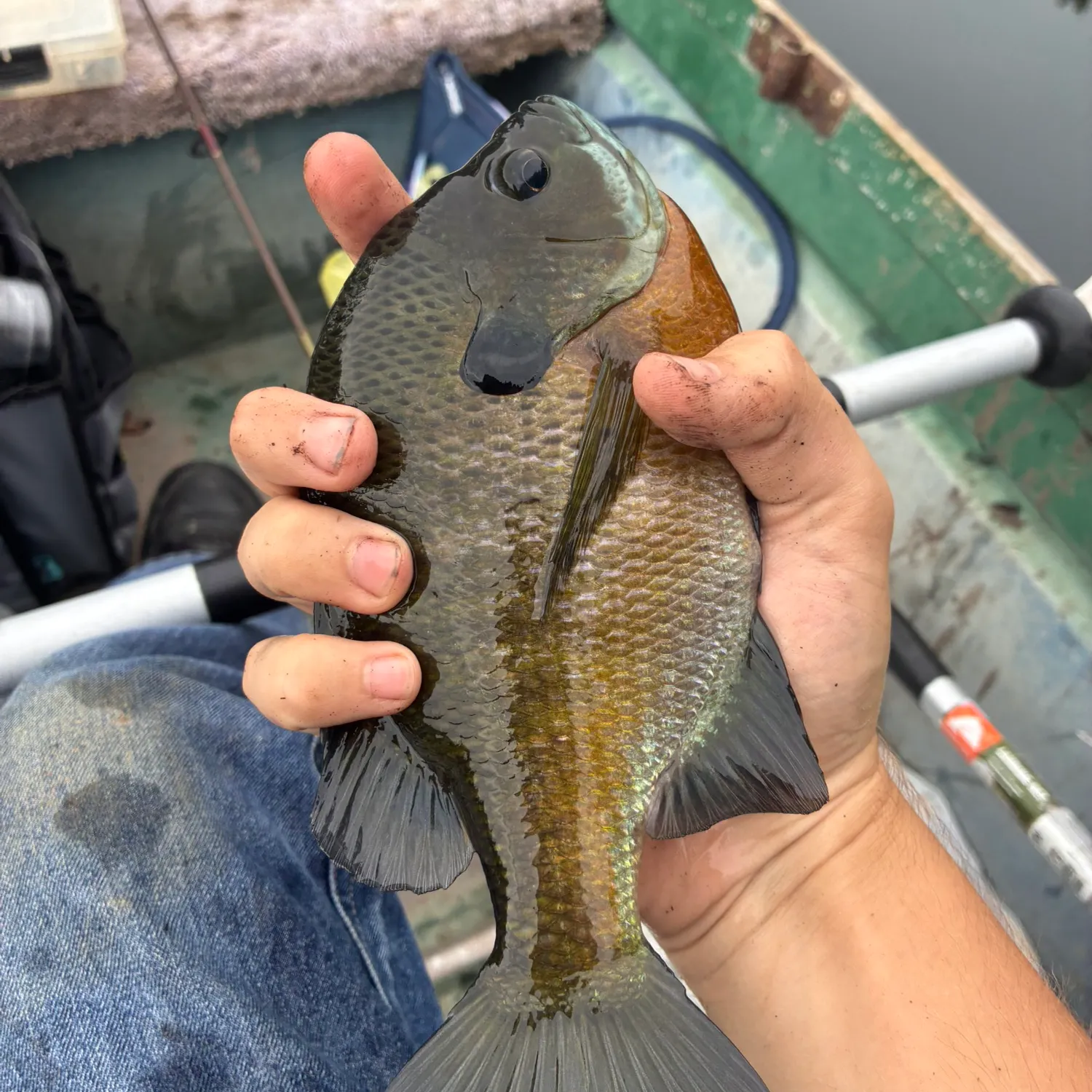 Bluegill caught on Fishbrain