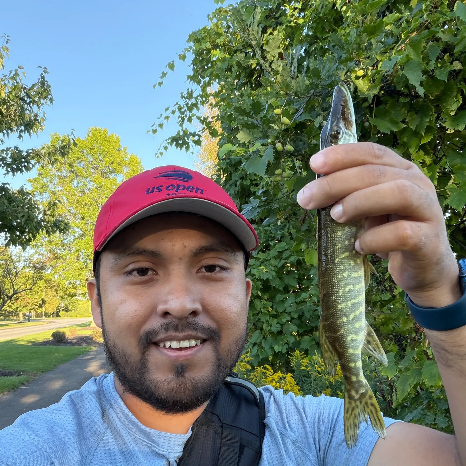 Northern pike caught on Fishbrain