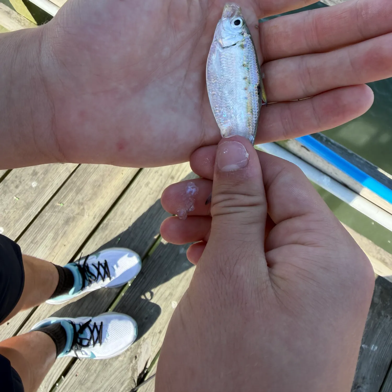 The most recent American shad catches on Fishbrain
