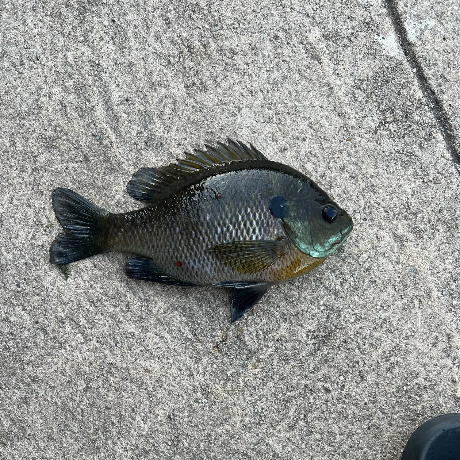 Bluegill caught on Fishbrain