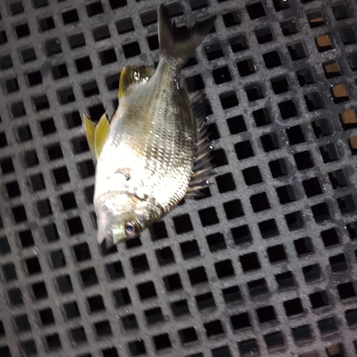 Surf bream caught on Fishbrain