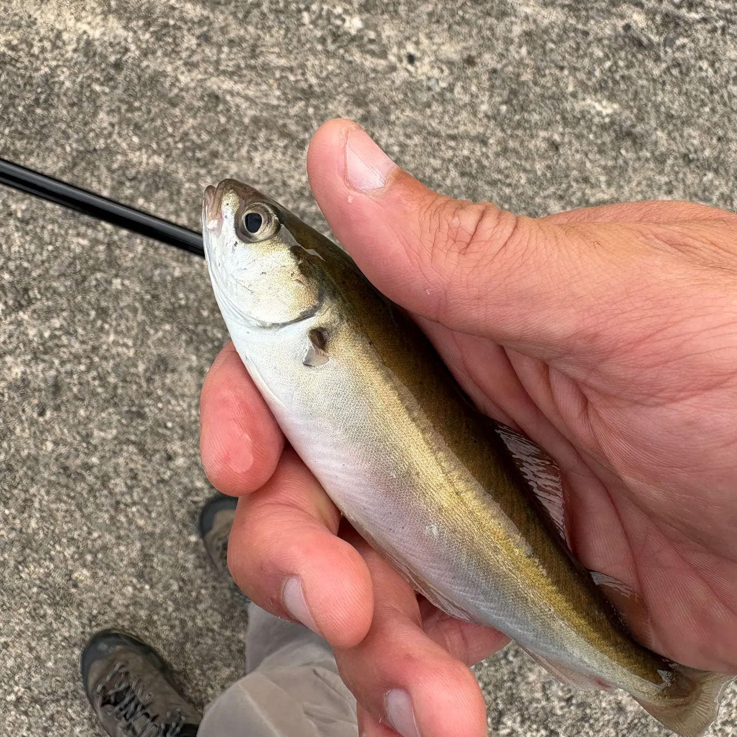 Atlantic pollock caught on Fishbrain