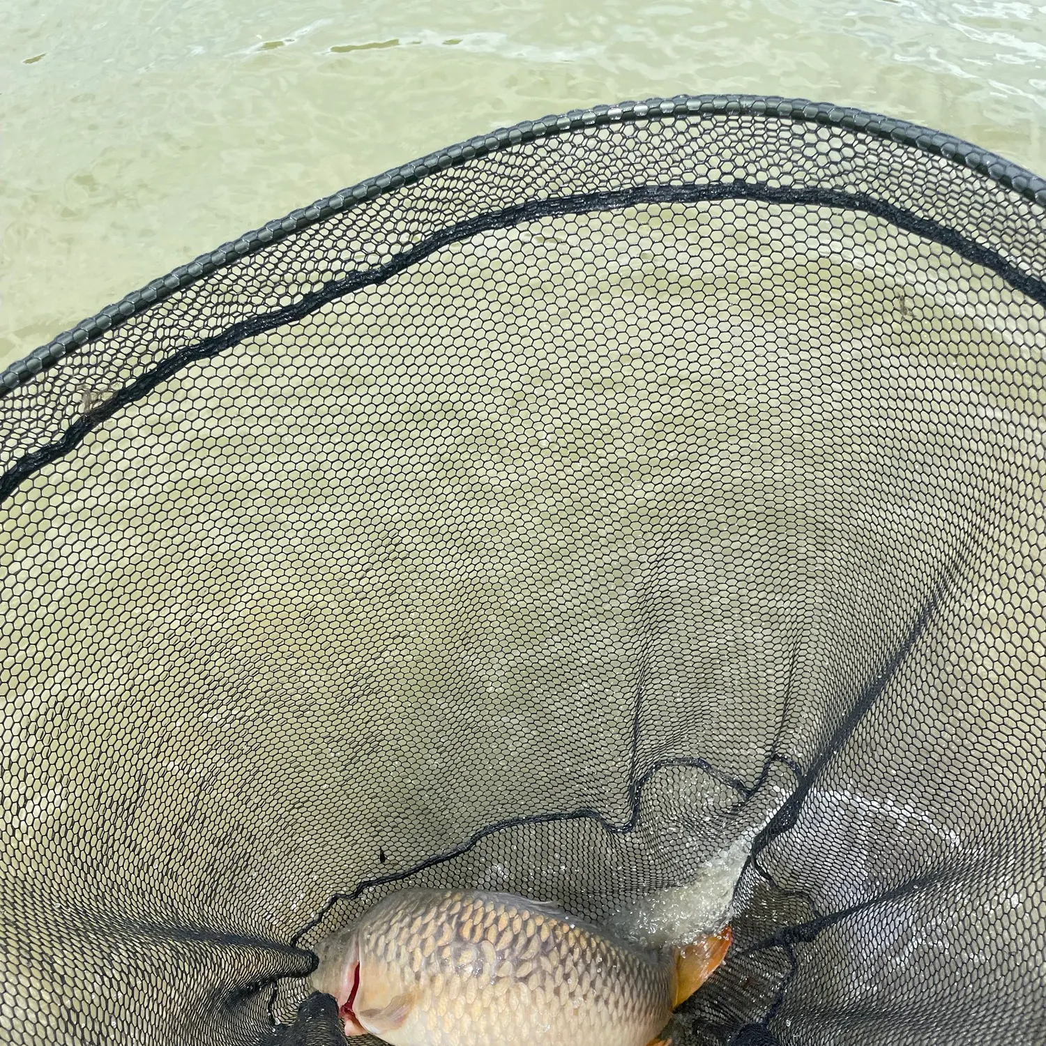 Common carp caught on Fishbrain