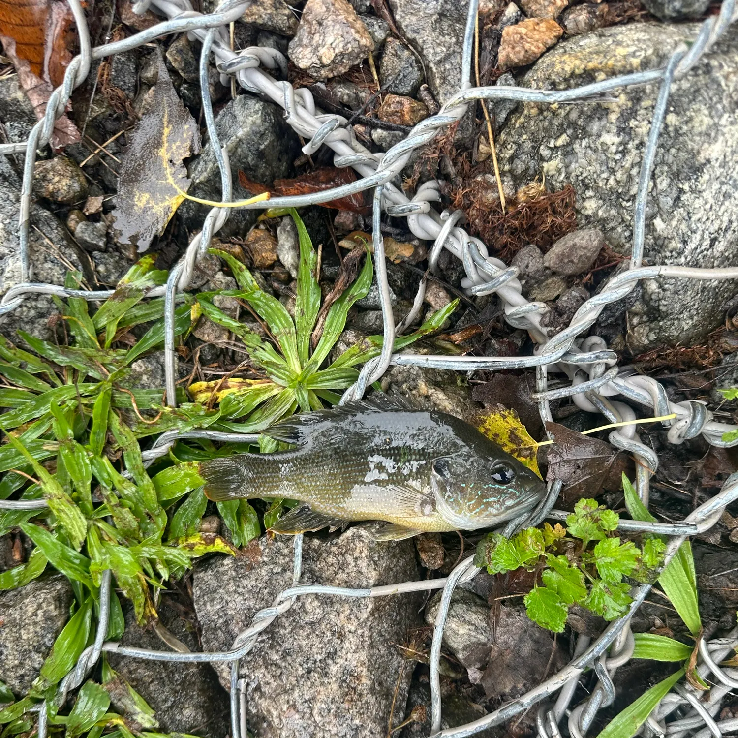 Green sunfish caught on Fishbrain