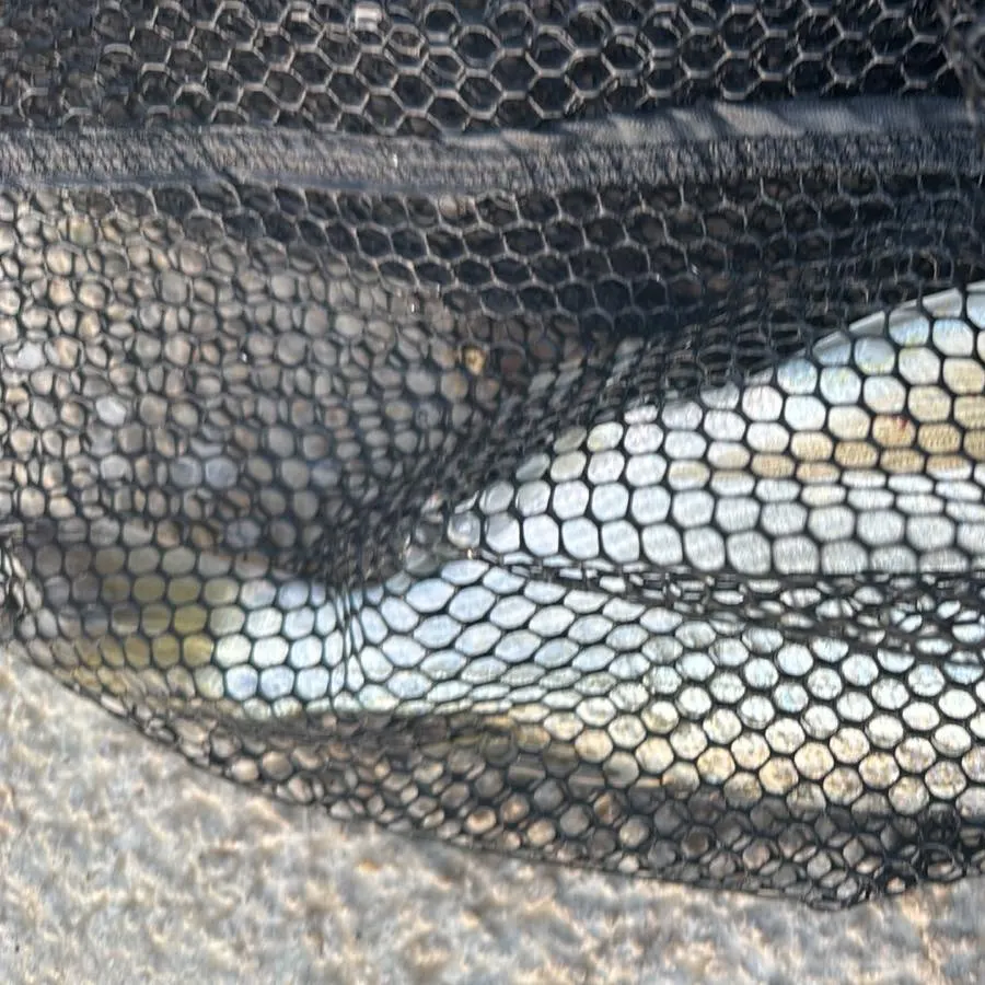 The most recent Gilthead seabream catches on Fishbrain