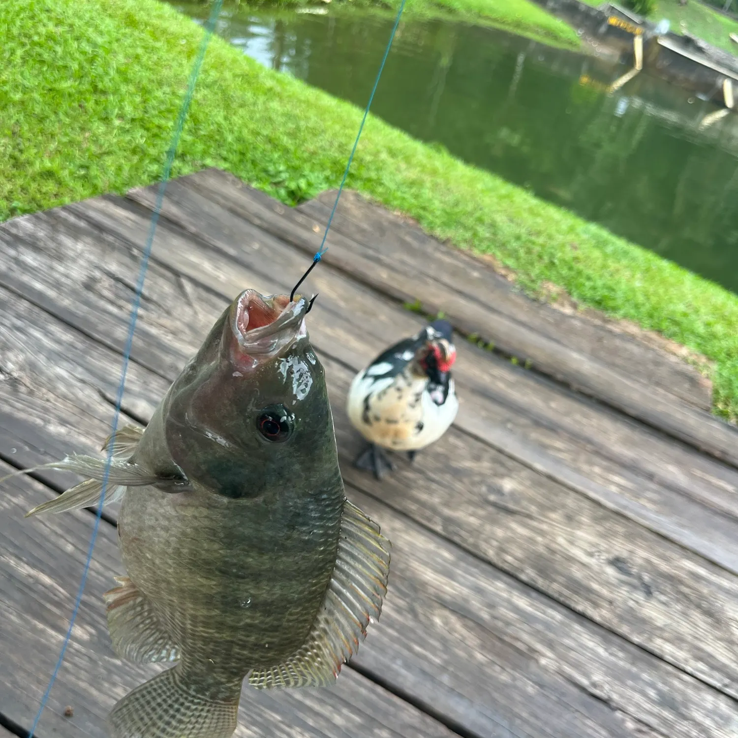 catch