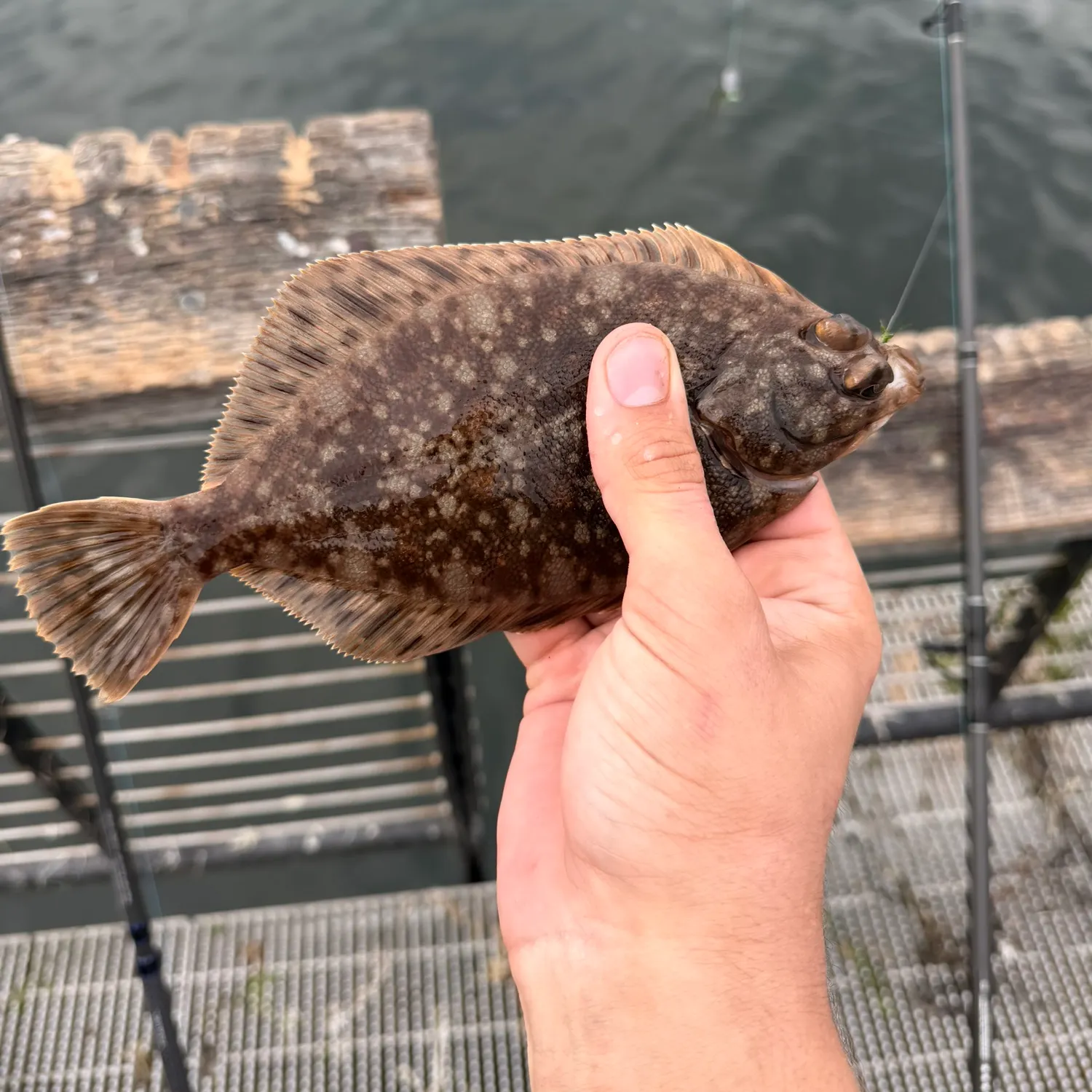 Starry flounder caught on Fishbrain