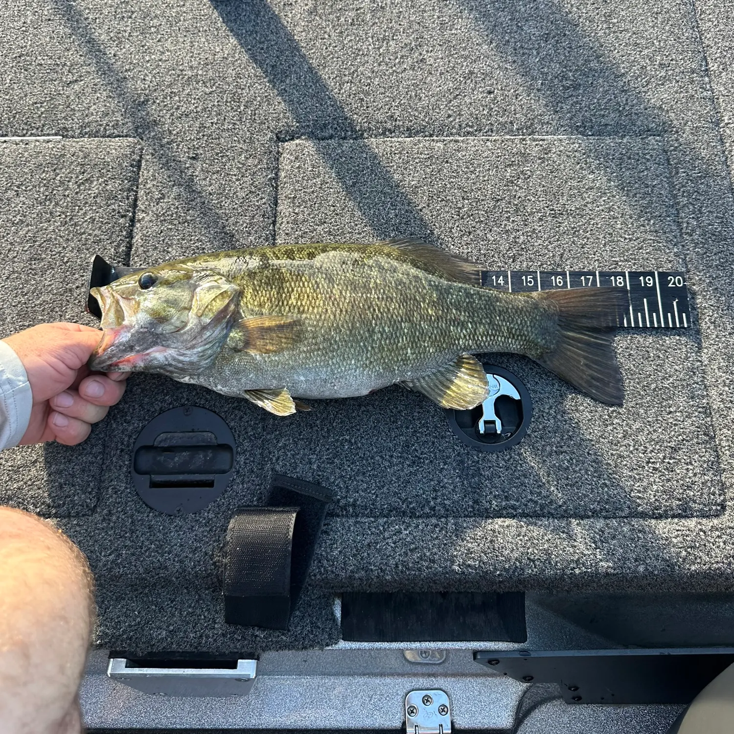Smallmouth bass caught on Fishbrain