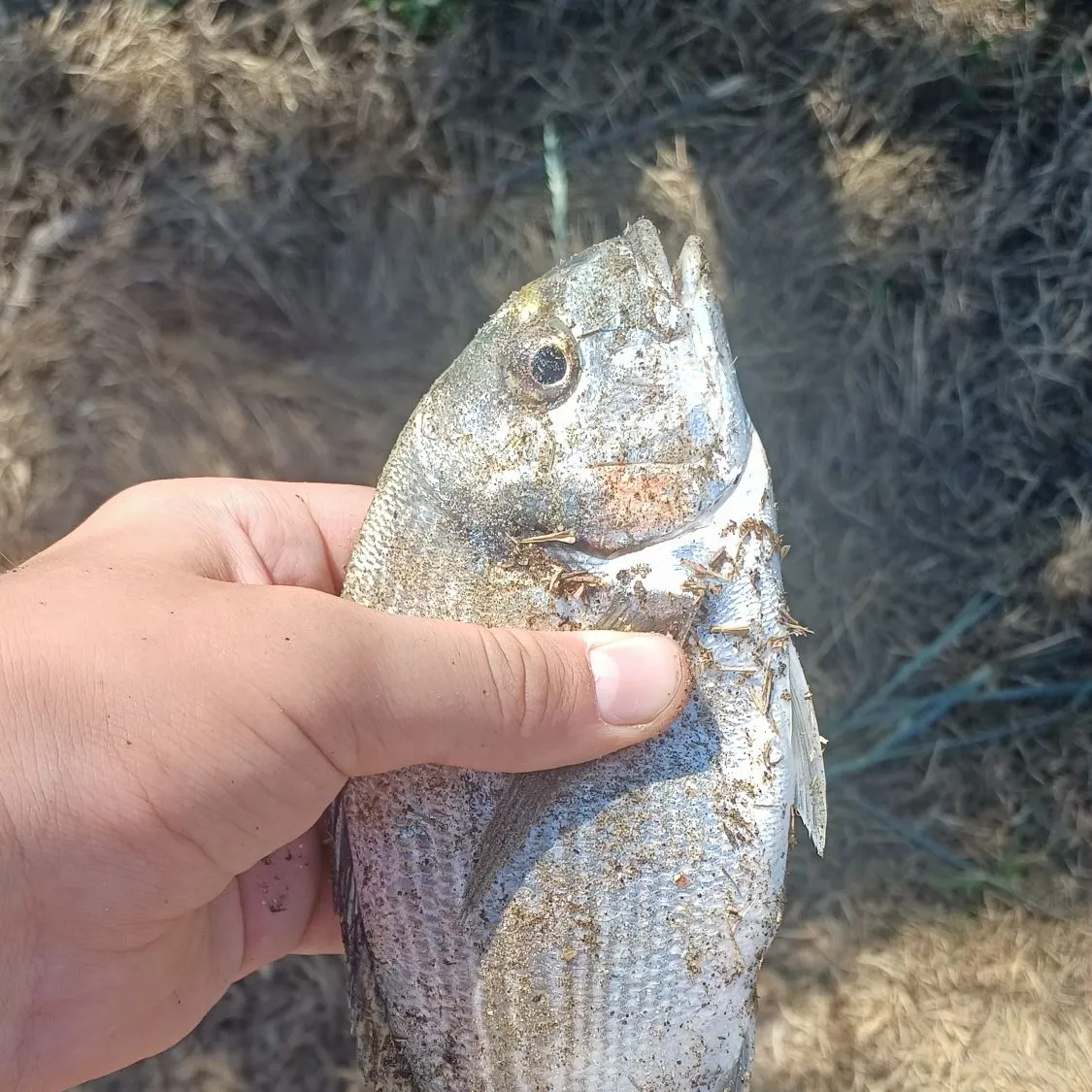 The most recent Gilthead seabream catches on Fishbrain