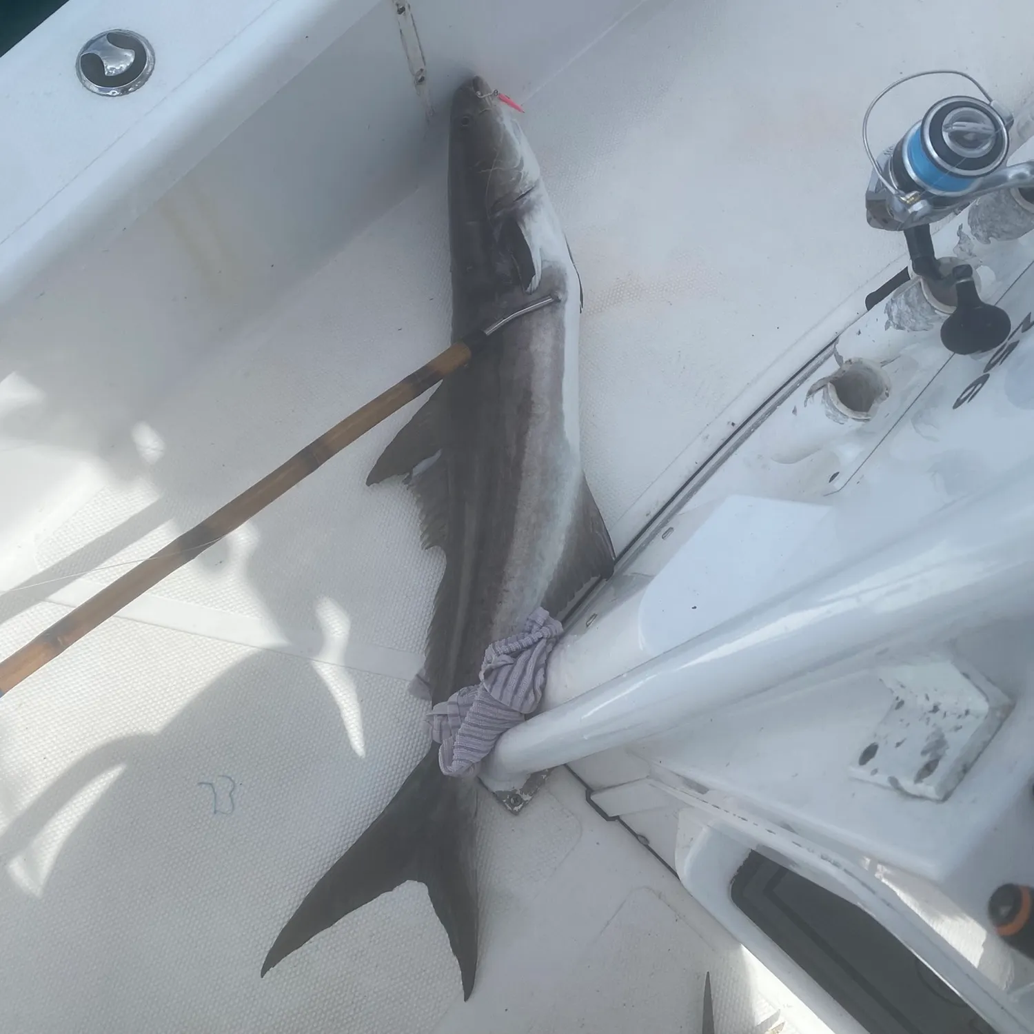 Cobia caught on Fishbrain