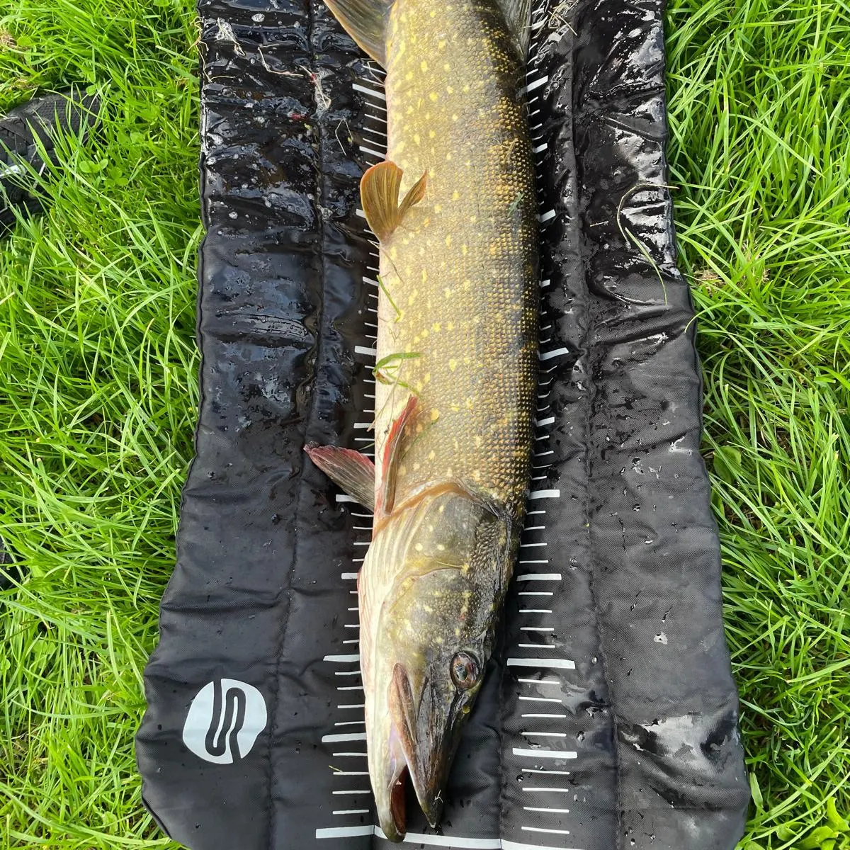 Northern pike caught on Fishbrain