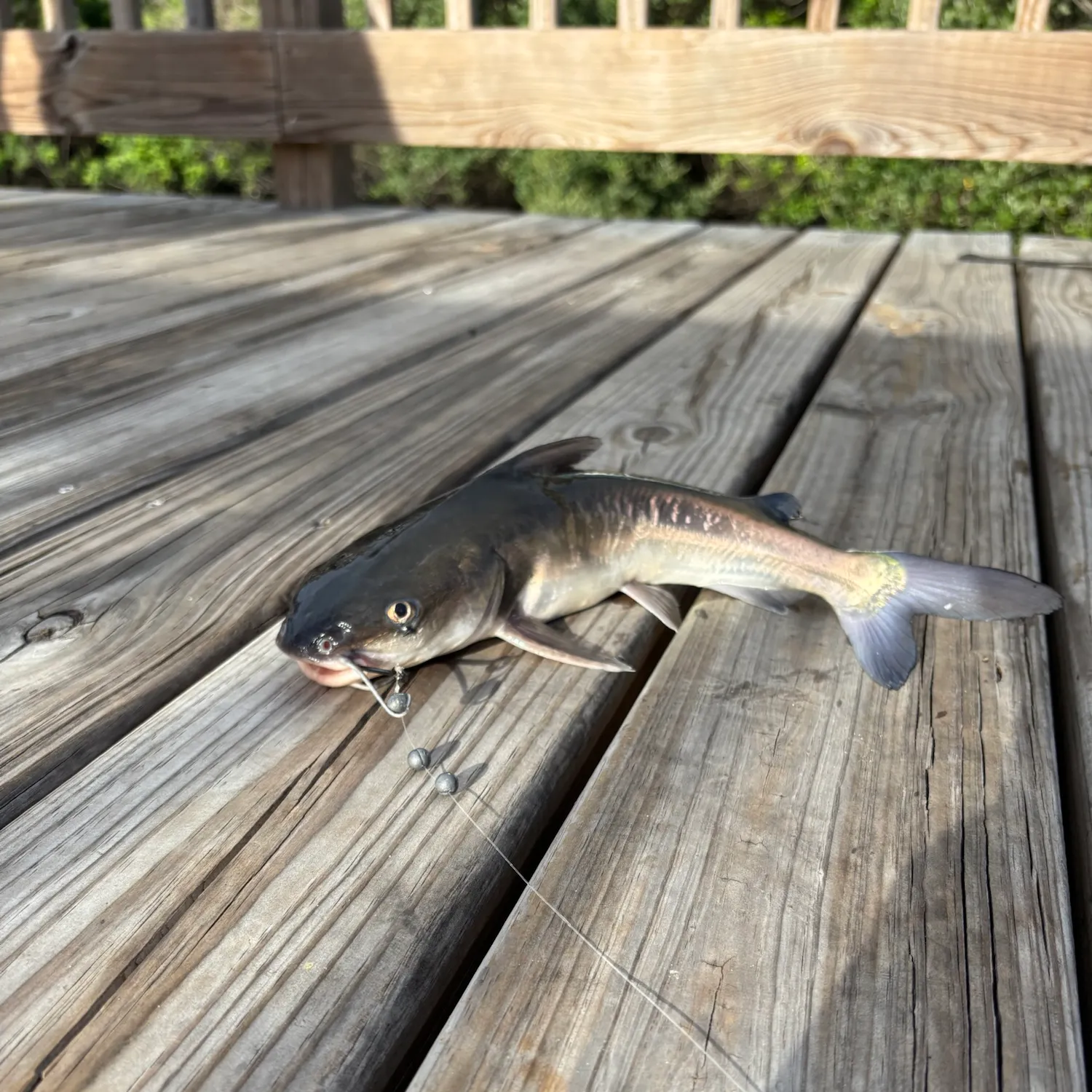 Hardhead sea catfish caught on Fishbrain
