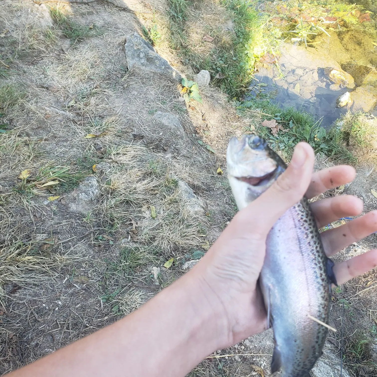 Rainbow trout caught on Fishbrain