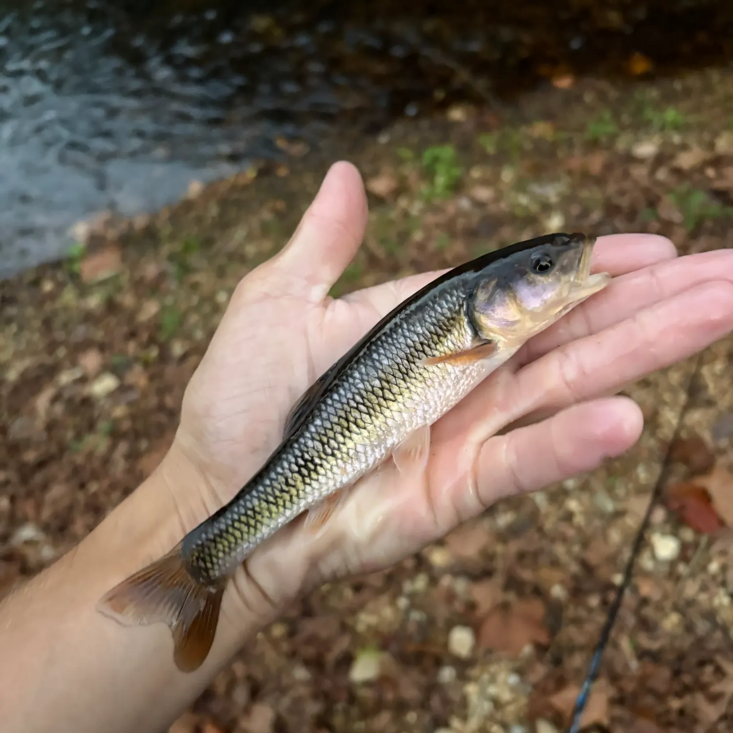 The most recent Dixie chub catches on Fishbrain