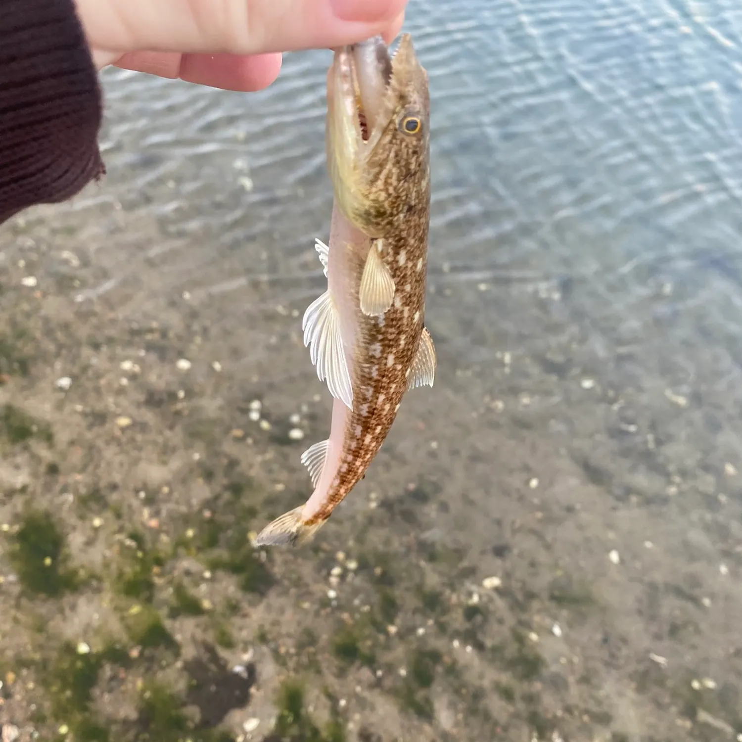 Inshore lizardfish caught on Fishbrain