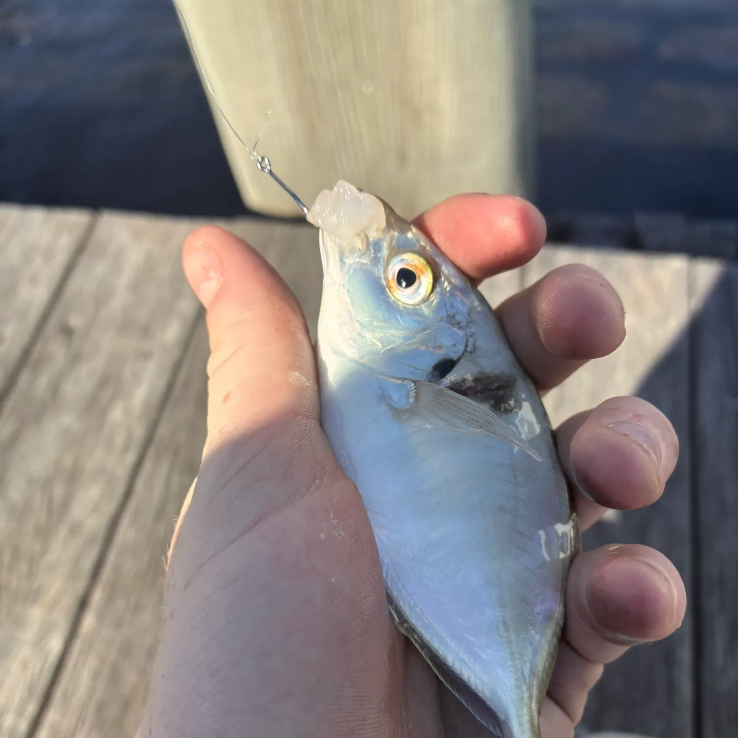 Silver trevally caught on Fishbrain