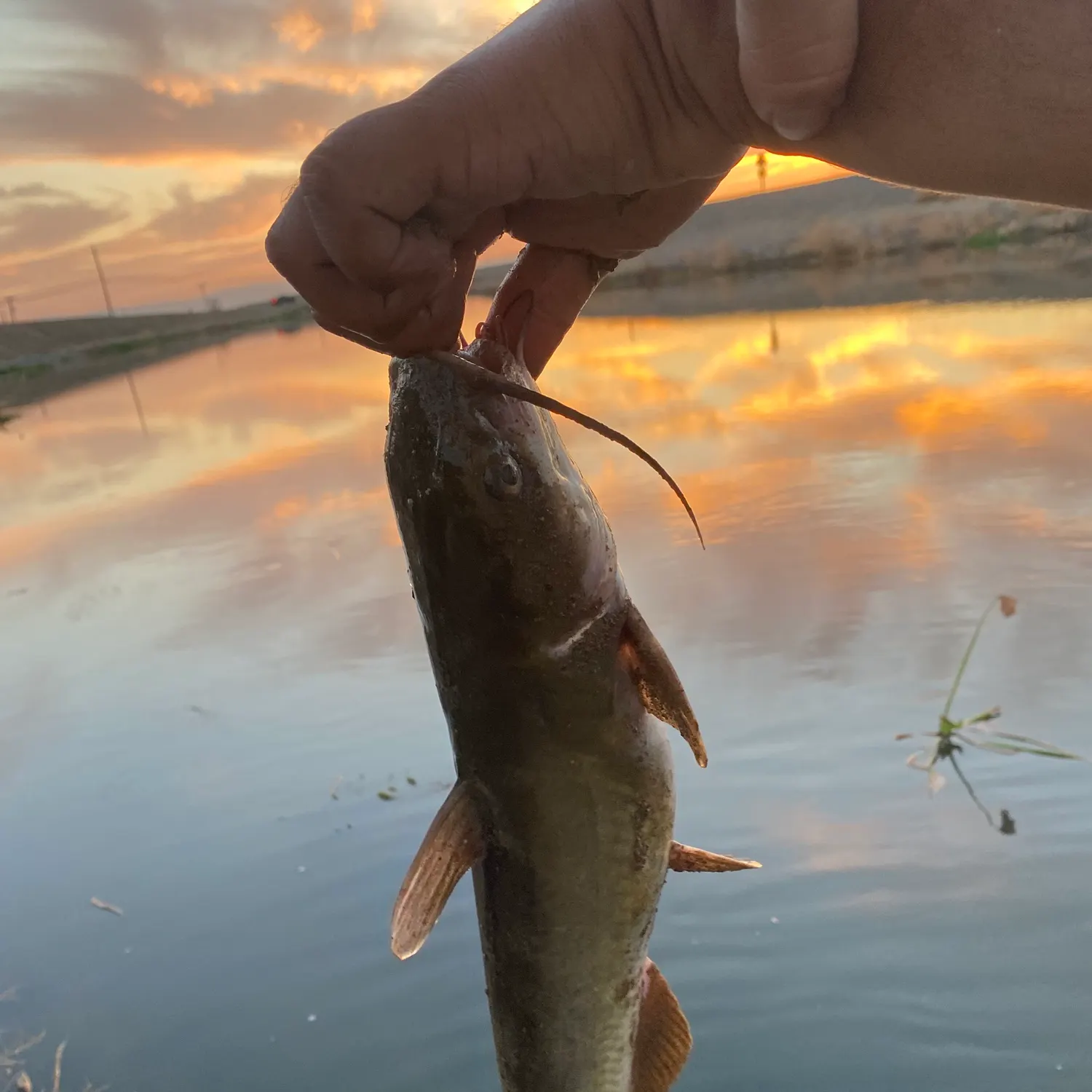 angler catch