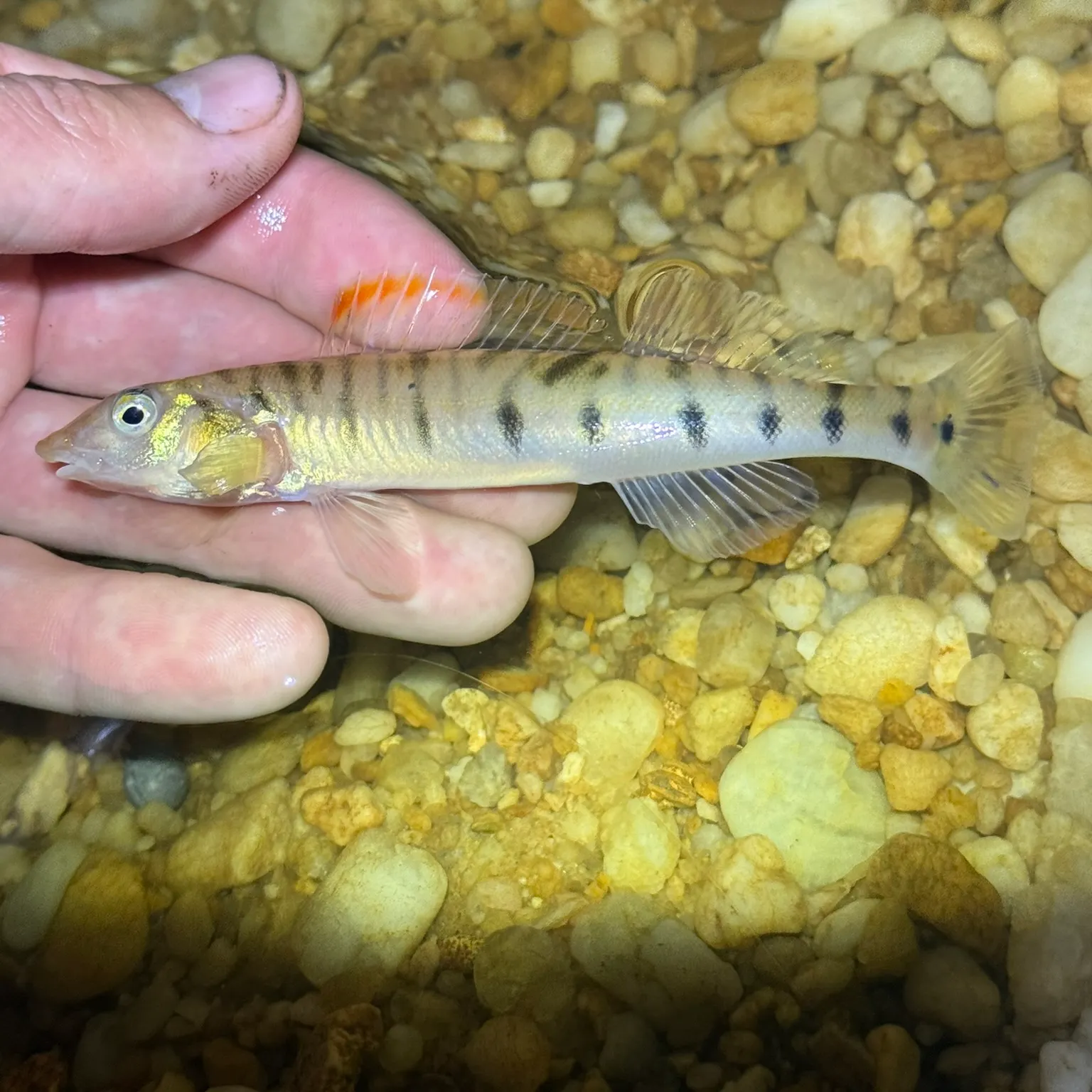 The most recent Southern logperch catches on Fishbrain