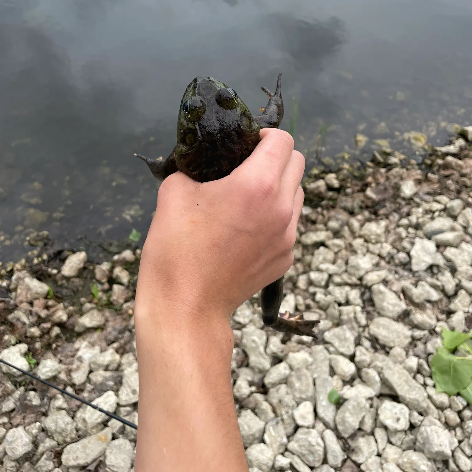 The most recent Warty frogfish catches on Fishbrain