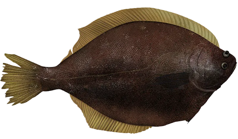 Yellowfin sole