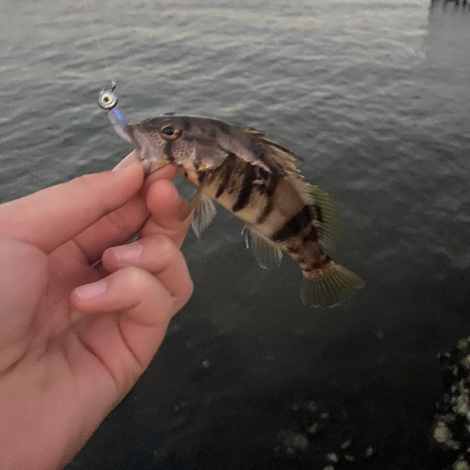 Barred sand bass caught on Fishbrain