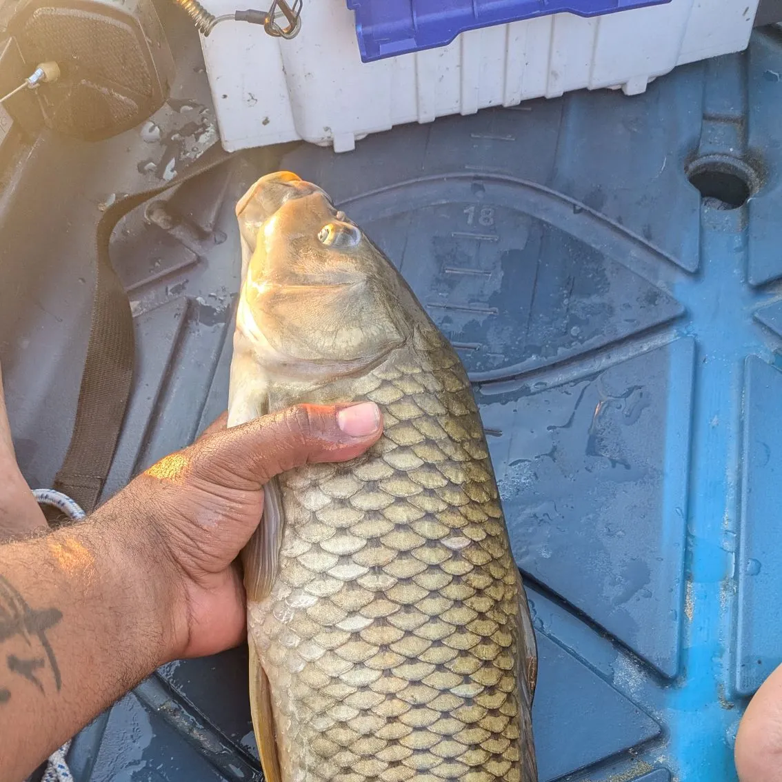 Mirror carp caught on Fishbrain