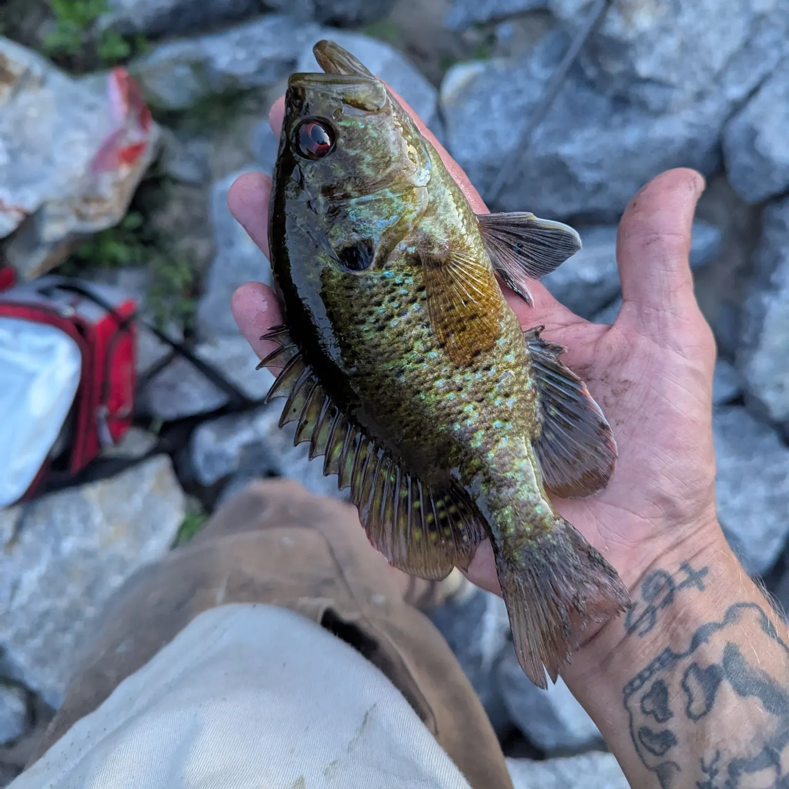 recently logged catches